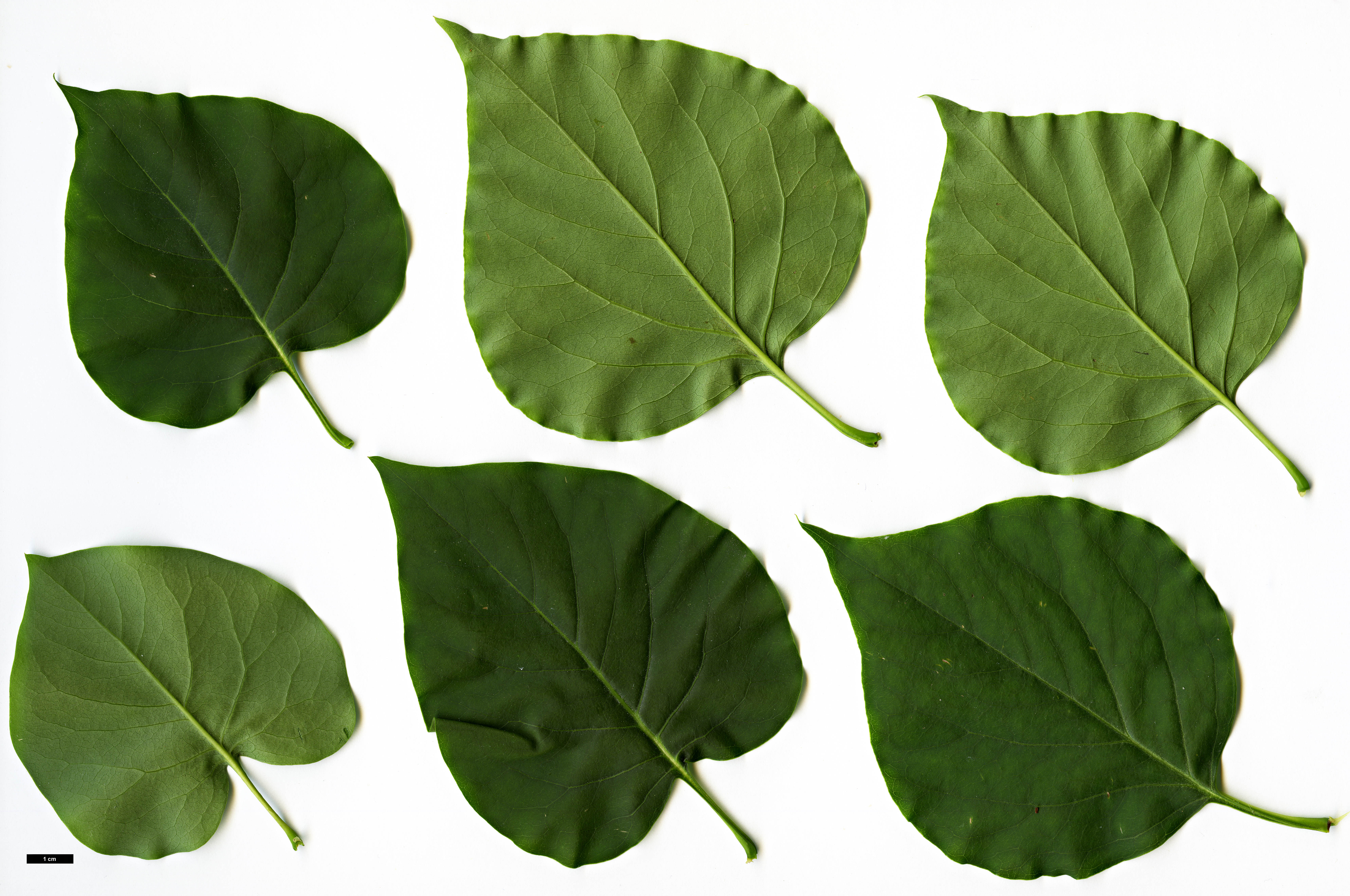 High resolution image: Family: Oleaceae - Genus: Syringa - Taxon: oblata - SpeciesSub: var. dilatata